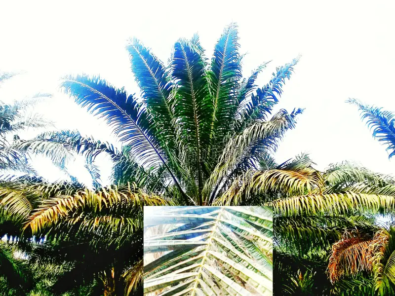 Deficiencia de Magnesio en Palma de Aceite - CANAPALMA Costa Rica