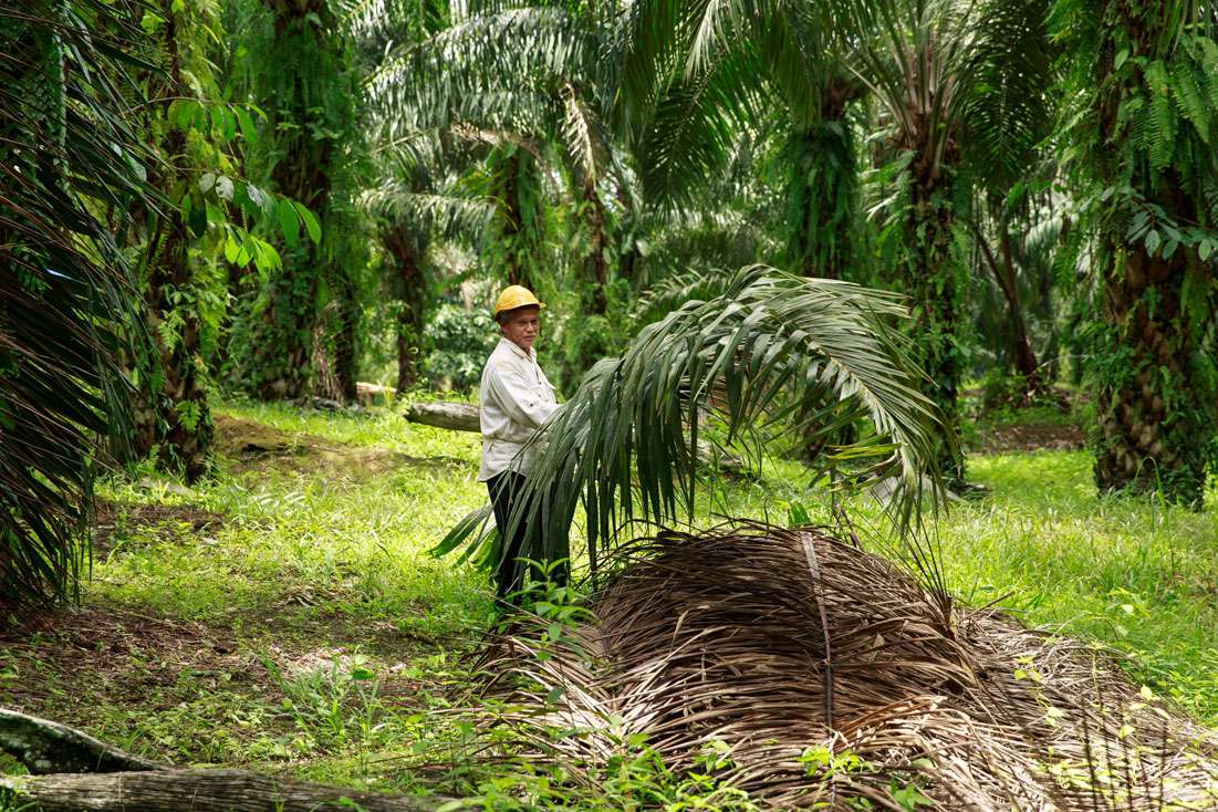 Biocarbón a partir de biomasa de palma: una oportunidad para el sector palmero en Costa Rica - CANAPALMA Costa Rica